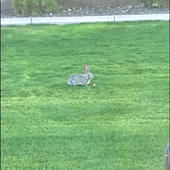 Meet your Posher, Lacey - Picture 1 of 1